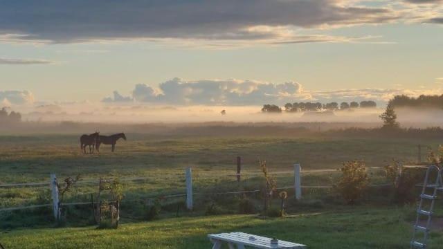 Farm stay Stajnia Orlowscy *