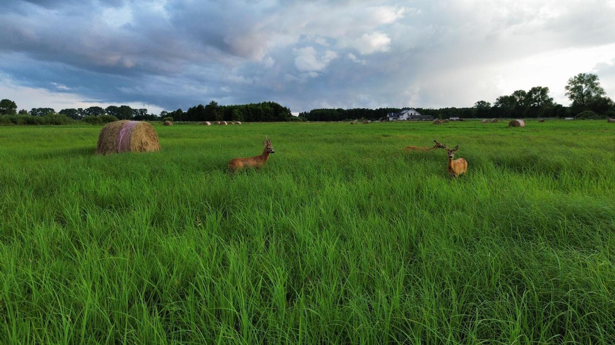 Stajnia Orłowscy Gospodarstwo agroturystyczne Ladzin (West Pomeranian)